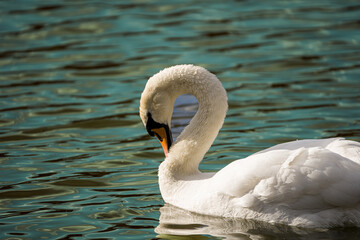white swan on the pond