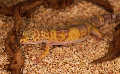 Obraz premium A lizard