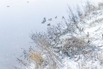 Dry high grass flowers on the shore covered white snow of river, lake with ducks. Winter. Cloudy day. Overcast