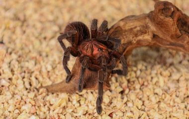 A spider on the wood