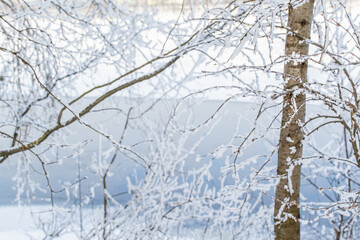 Thin trees, branches in fluffy white snow on the bank against the background of a blue river in winter