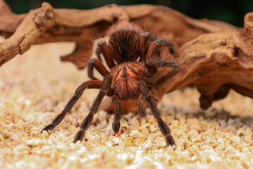 A spider on the wood
