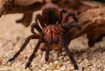 A spider on the wood