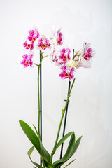 Blooming Phalaenopsis Anthura Marbella orchid in a yellow flower pot on a white background with space for text