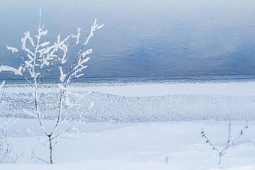 Small thin tree in fluffy white snow on the bank against the background of a blue river in winter. Sunny day
