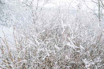 Winter north nature landscape. Bushes in fluffy white snow, trees, light blue river background. Soft