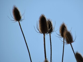 Teasels in the sky