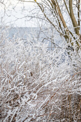 Bushes with thin branches in fluffy white snow, trees, light blue river background. Winter north nature.