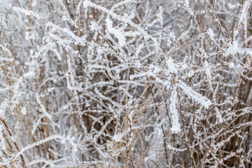Bushes and thin branches in fluffy white snow on the bank. Winter north nature. Close-up. Russia