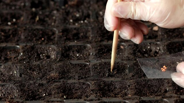 Planting tomato seeds for seedlings in cassettes or nursery tray. Agriculture in early spring