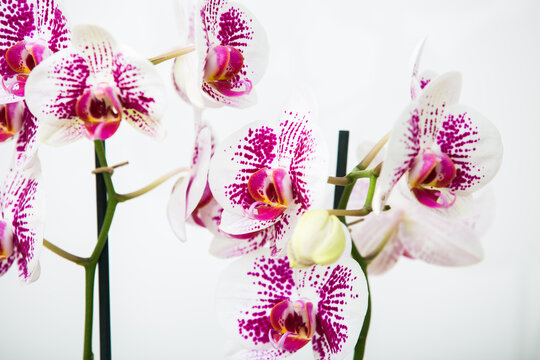 Blooming Phalaenopsis Anthura Marbella orchid in a yellow flower pot on a white background with space for text