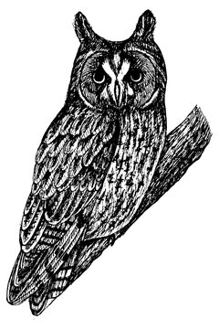 Long eared owl realistic illustration. Black and white ink sketch. Artistic drawing of wild bird on the tree. Vector art