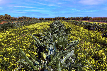 A field of artichokes among yellow flowers near Valencia. Sunny day and blue sky.