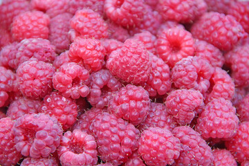 Red berries of raspberry in heap. Pile of ripe berries close up