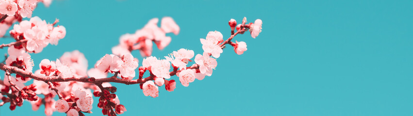 Blossoming tree branches with copy space banner spring time concept