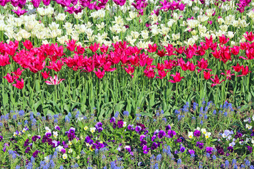 lilac red and white tulips on flower bed in city. Springtime garden