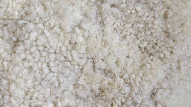 Sheep fur. Natural sheepskin rug background. Wool texture.