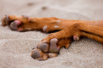 dog in the sand