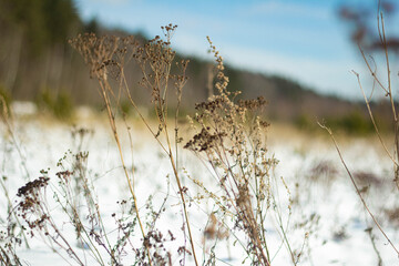 Winter herbs