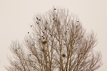 Crows and their nests on a bare tree during snowfall in winter in Erzurum, Turkey.
These birds are called rooks ; rook.
Birds gathering.
Cold weather -50 °C.
Crow bird.
snow, ice, freeze, frozen