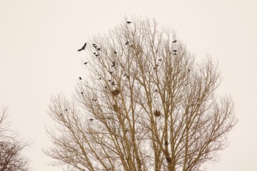 Fototapeta na wymiar Crows and their nests on a bare tree during snowfall in winter in Erzurum, Turkey. These birds are called rooks ; rook. Birds gathering. Cold weather -50 °C. Crow bird. snow, ice, freeze, frozen