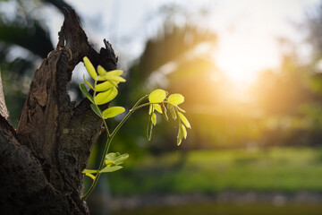 Small young tree is growing on a dead tree, A small tree young plant growing up from old trunk,...