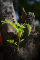Small young tree is growing on a dead tree, A small tree young plant growing up from old trunk, Strong and development concept, Adaptation concept, New life