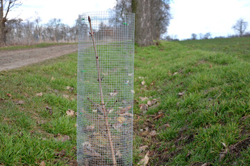 restoration of old alleys of horse chestnut trees. each historical path in the baroque landscape...
