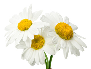white chamomile head isolated on white background. clipping path