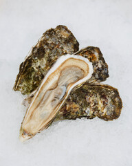 Fresh french oysters on ice at a seafood restaurant. Ready for eat or serving.