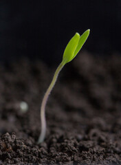 Sprout reaches for the light