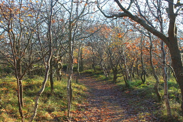 Naklejka premium Juist, East Frisian Islands / Insel Juist in Ostfriesland, knorriges Wäldchen im Naturschutzgebiet westlich des Hammersees