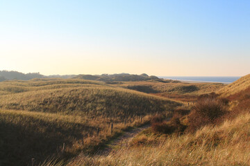 Fototapeta premium Juist, East Frisian Islands, dunes close with the North Sea in the background / Insel Juist in Ostfriesland, Dünenlanschaft mit Meer im Hintergrund
