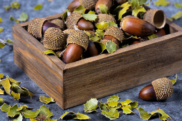 Box with oak leaves and acorns