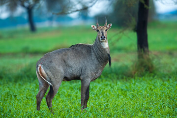 Indian mammal in natural habitat