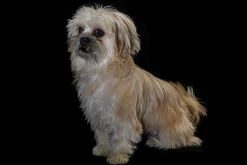 I am serious...About portraits! :)