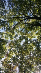 trees in the forest