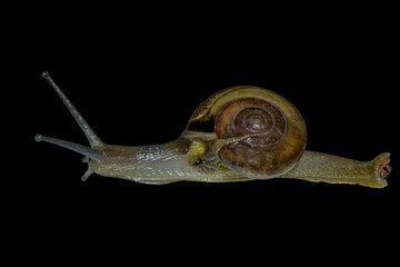 The fastest mover...