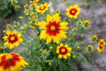 Coreopsis Upticks in Garden