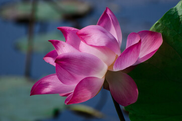 Obraz premium flower, pink, lotus, nature, plant, green, bud, spring, rose, bloom, blossom, garden, flora, tulip, red, water, leaf, flowers, leaves, beauty, beautiful, lily, petal, magnolia, natural 