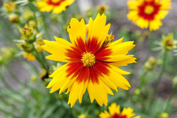Yellow and Red Coreopsis Uptick Flower