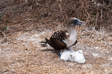 Blue-footed Booby with its chick in the nest. Baby Blue-footed Booby, Isla de la Plata (Plata Island), Ecuador
