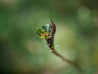 Monarch Caterpillar eating Milkweed Flower