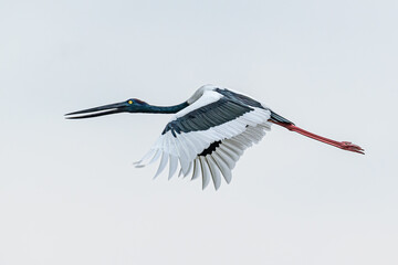 Black Necked Stork in Flight