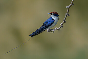 I know bird poses better than you!