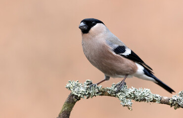 Eurasian bullfinch female ( Pyrrhula pyrrhula )