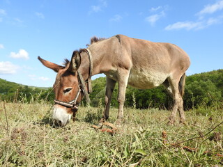 onkey grazes in the pasture