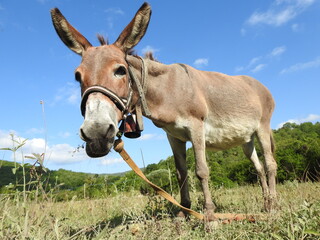 onkey grazes in the pasture