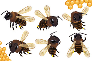 Set Honey bee from different angles on white background. Bee icon with honeycomb. Vector illustration.
