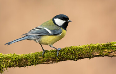 Great tit close up ( Parus major )